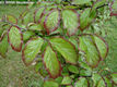 Parrotia persica C. A. Meyer - Kaukzusi vasfa