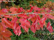 Parrotia persica C. A. Meyer - Kaukzusi vasfa