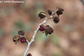 Parrotia persica C. A. Meyer - Kaukzusi vasfa