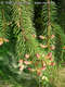 Picea abies (L.) Karsten - Lcfeny