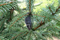 Picea omorika (Pani) Purkyn - Szerb luc
