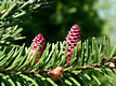 Picea omorika (Pani) Purkyn - Szerb luc