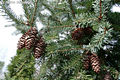 Picea omorika (Pani) Purkyn - Szerb luc