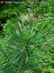 Pinus cembra L. - Cirbolyafeny
