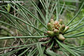 Pinus nigra Arnold - Fekete feny