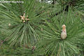 Pinus nigra Arnold - Fekete feny