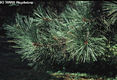 Pinus nigra Arnold - Fekete feny