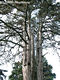 Pinus nigra Arnold - Fekete feny