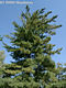 Pinus strobus L. - Simafeny