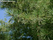 Pinus strobus L. - Simafeny