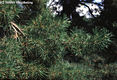 Pinus sylvestris L. - Erdei feny