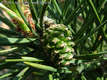 Pinus sylvestris L. - Erdei feny