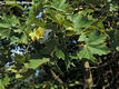 Platanus hybrida Brot. - Juharlevel platn