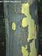 Platanus hybrida Brot. - Juharlevel platn