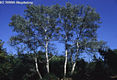 Populus alba L. - Fehr nyr