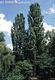 Populus nigra L. - Fekete nyr