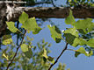 Populus nigra L. - Fekete nyr