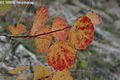 Populus tremula L. - Rezg nyr