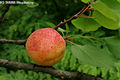 Prunus armeniaca L. - Kajszibarack