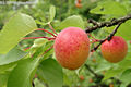 Prunus armeniaca L. - Kajszibarack