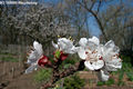 Prunus armeniaca L. - Kajszibarack