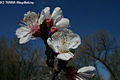 Prunus armeniaca L. - Kajszibarack