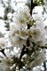 Prunus avium L. - Cseresznye