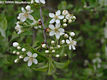 Prunus mahaleb Borkh. - Sajmeggy