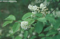 Prunus padus L. - Mjusfa