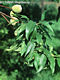 Prunus persica (L.) Batsch - szibarack