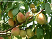 Prunus persica (L.) Batsch - szibarack