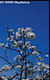 Prunus spinosa L. - Kkny