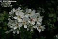 Pyrus nivalis Jacq. - Vastaggally krte