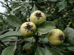 Pyrus nivalis Jacq. - Vastaggally krte