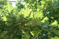 Quercus frainetto Ten. - Magyar tlgy