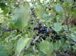 Rhamnus catharthicus L. - Varjtvis