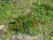 Rhododendron myrtifolium Schott et Kotsch - Erdlyi havasszpe