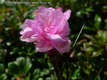 Rhododendron myrtifolium Schott et Kotsch - Erdlyi havasszpe