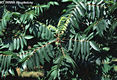 Rhus typhina L. - Ecetfa