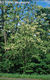 Robinia pseudo-acacia L. - Fehr akc