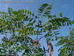 Robinia pseudo-acacia L. - Fehr akc