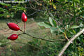 Rosa canina L. - Gyeprzsa