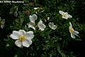 Rosa canina L. - Gyeprzsa