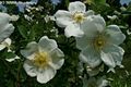 Rosa canina L. - Gyeprzsa