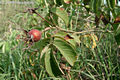 Rosa gallica L. - Parlagi rzsa