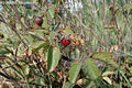 Rosa gallica L. - Parlagi rzsa