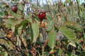 Rosa gallica L. - Parlagi rzsa