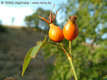 Rosa rubiginosa L. - Rozsdaszn rzsa