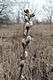 Salix cinerea L. - Rekettyefz