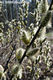 Salix cinerea L. - Rekettyefz